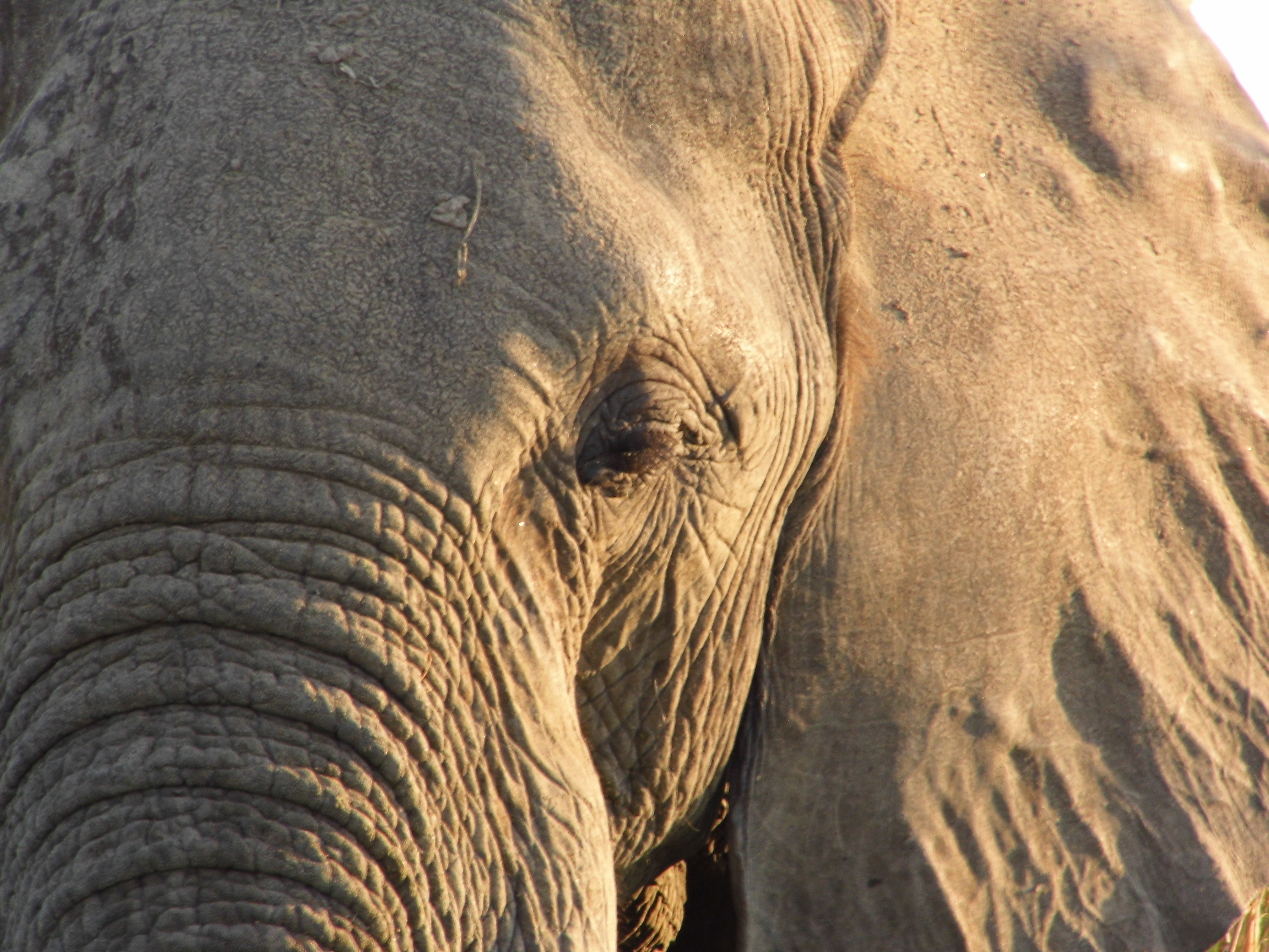Afrikas Elefanten - zu erleben in Simbabwe