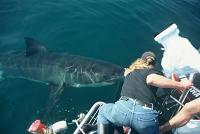 Tauchsafari Südafrika: Mit Weißen Haien vor Kapstadt