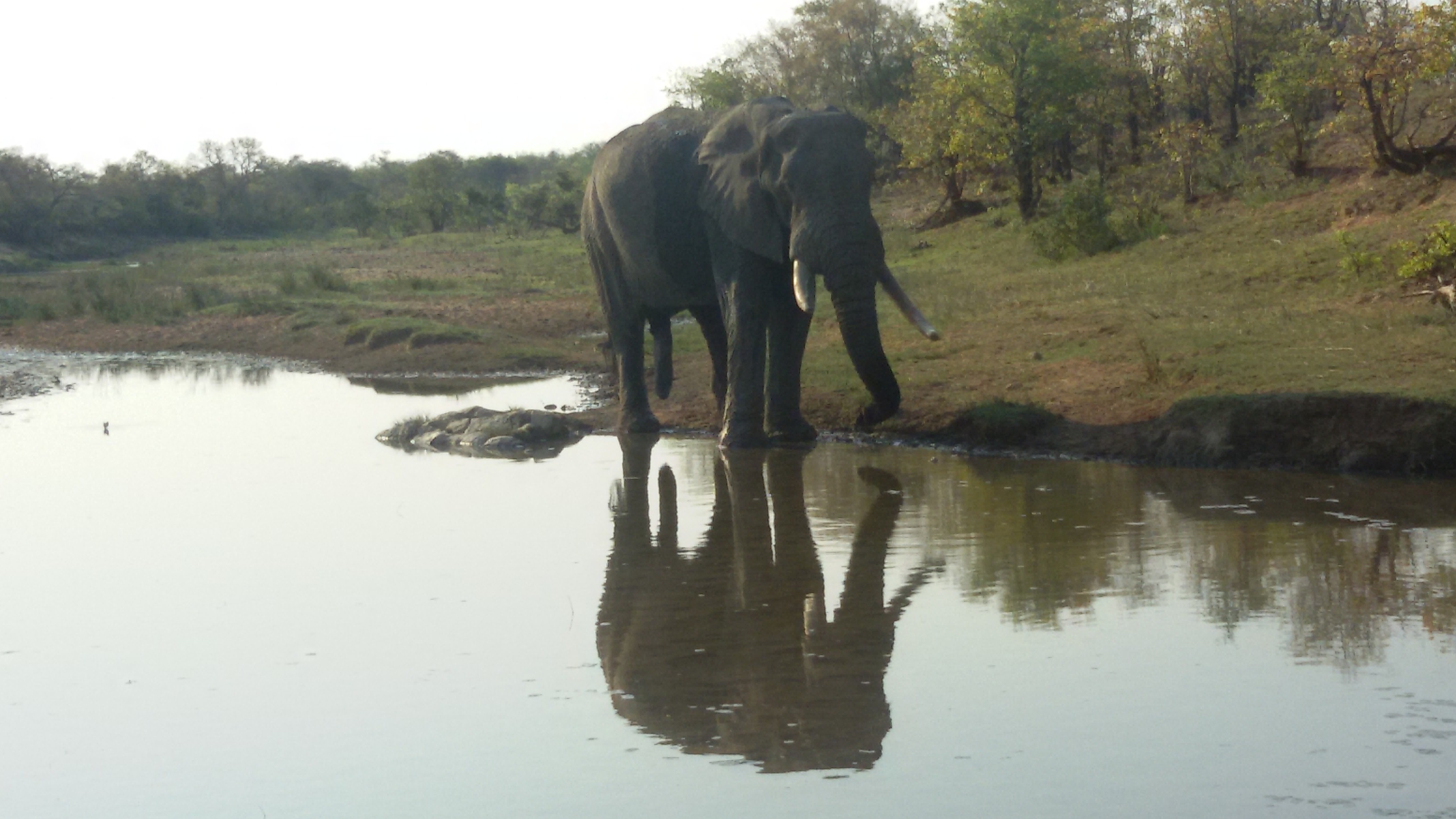 Elefantenbulle in Afrika: Foto Safari im Kruger Nationalpark in Südafrika