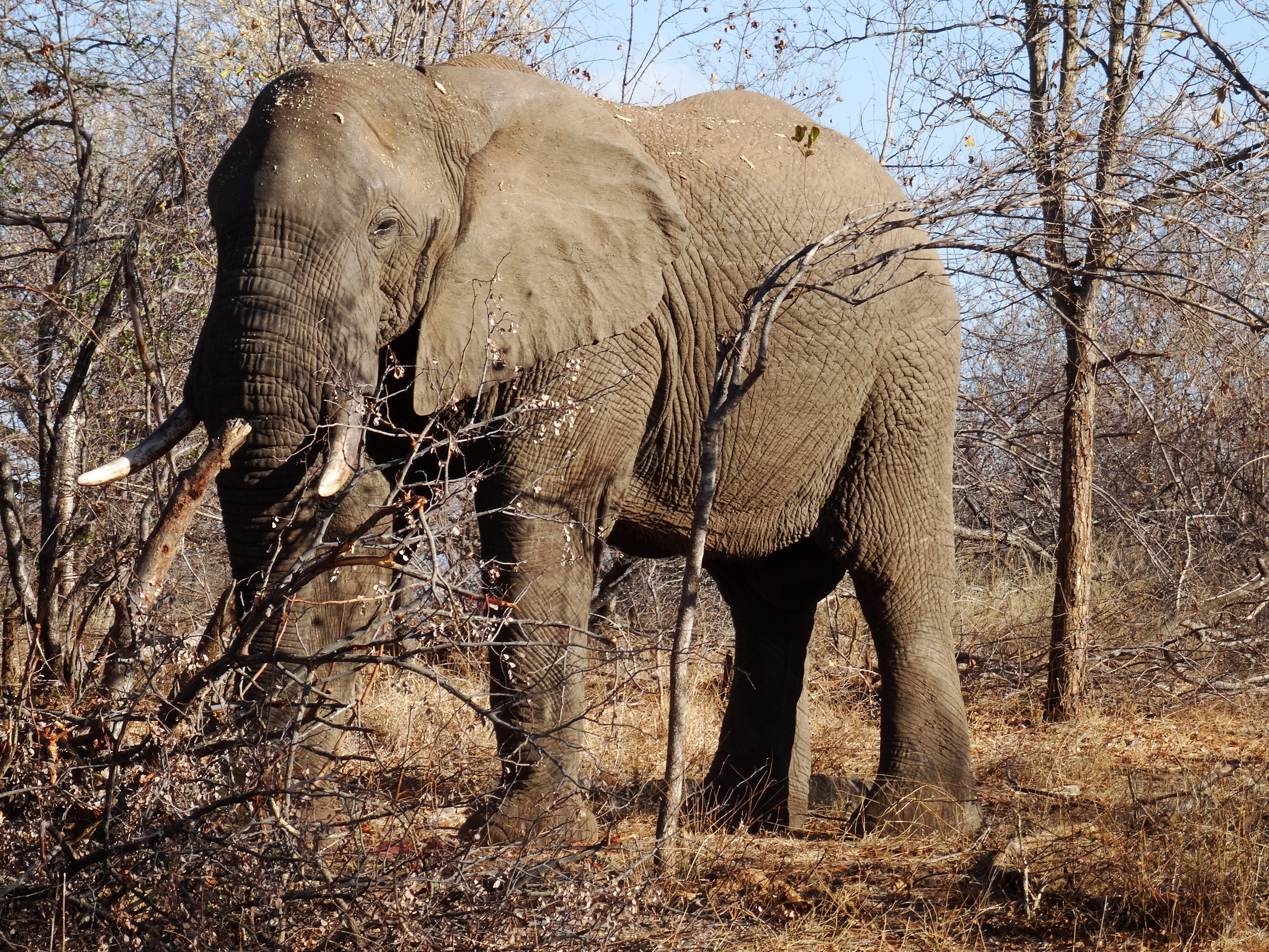Safari in Afrika: Elefant im Krüger Park