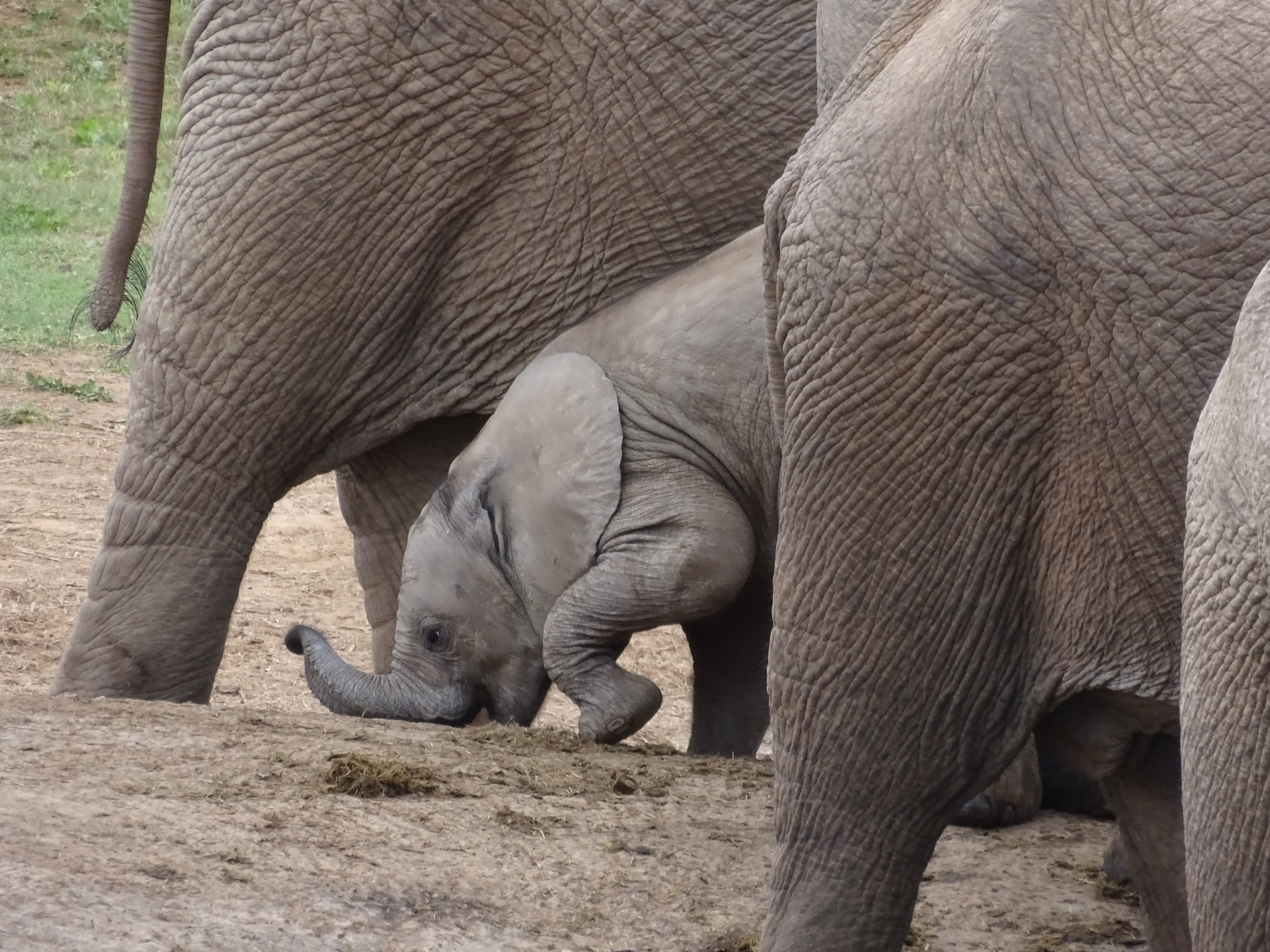 Volunteer Projekt in Südafrika - Elefanten am Camp