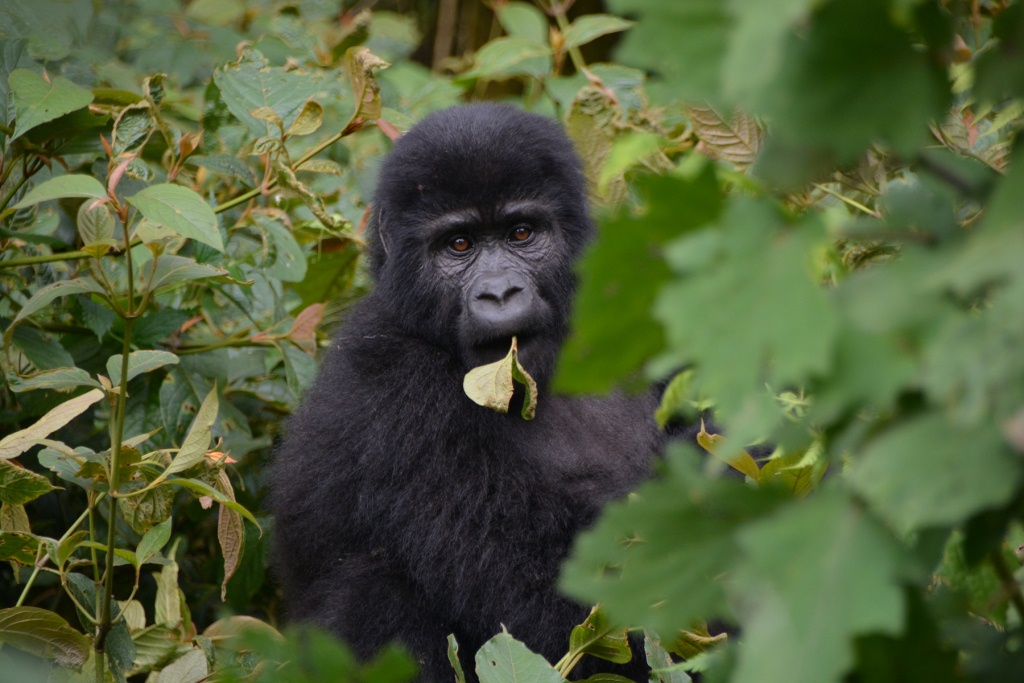 Nicoles Afarika Abenteuer mit Gorillas in Uganda