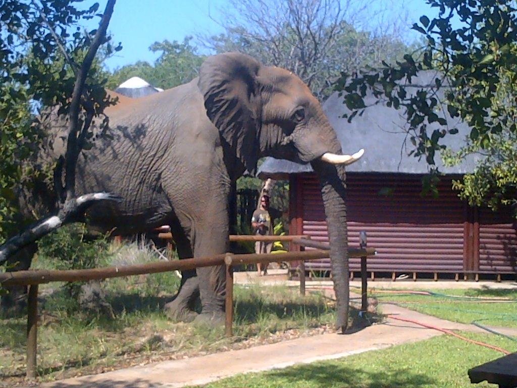 Elefant im Kruger Park Camp - Wildlife Safari in Südafrika