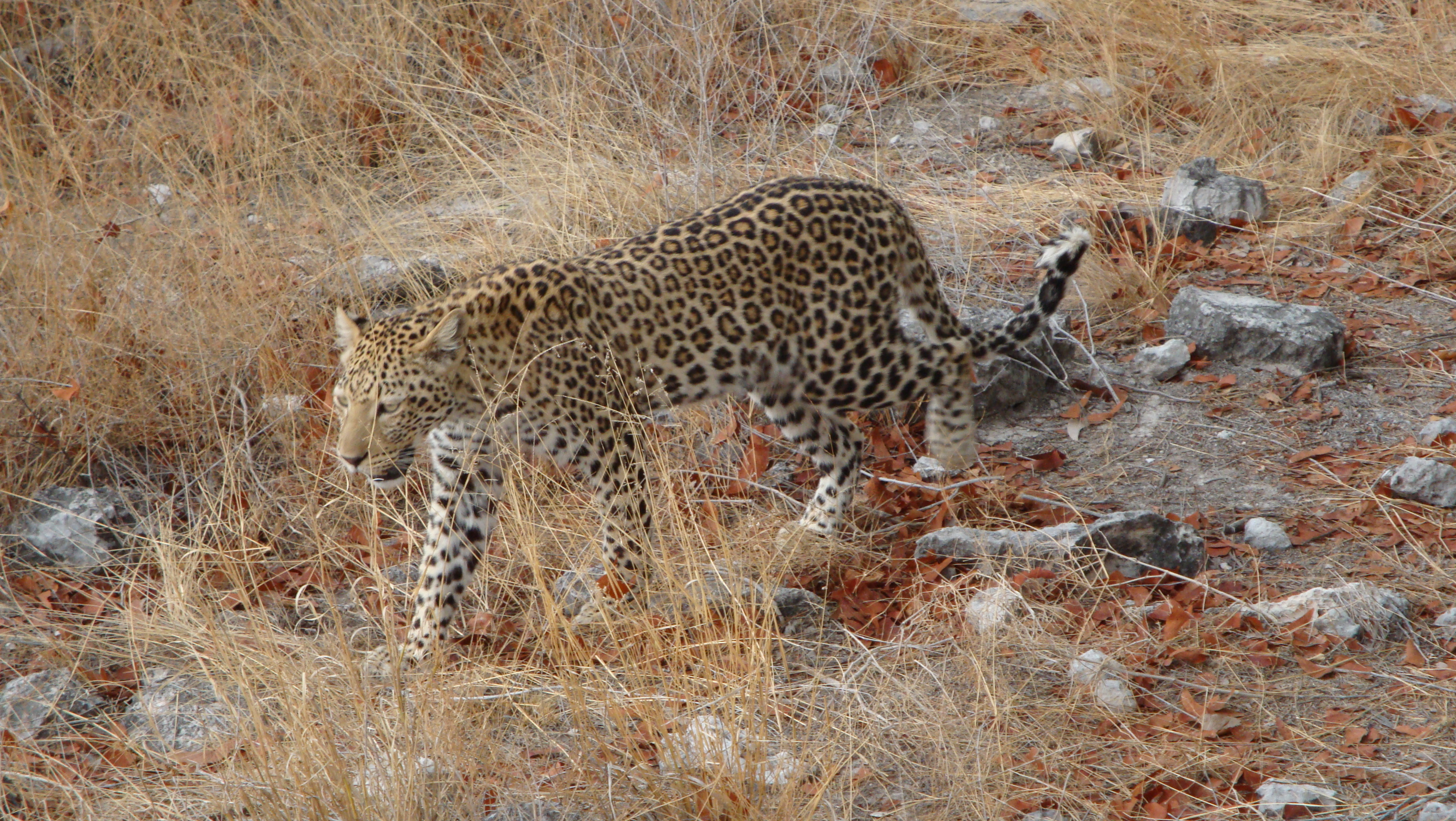Afrika Urlaub mit Leopard: Safari in Namibias Etosha Nationalpark