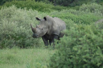 Nashorn in Afrika: Tour zum Khama Rhino Sanctuary