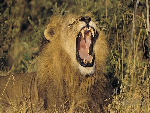 Geführte Zelt Rundreise ab Südafrika mit Kruger Nationalpark Geführte Zelt Rundreise ab Südafrika mit Kruger Nationalpark