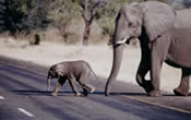 Namibias Wildlife im Etosha Nationalpark auf einer Camping Safari erleben
