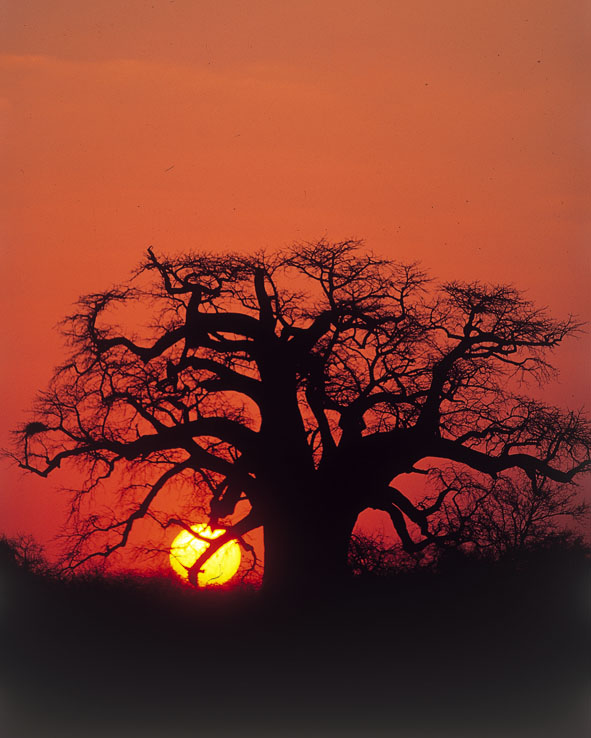 Baobab Bäume und wilde Tiere - Highlights bei der geführten Botswana Zelt oder Bungalow Safari in Afrika