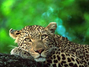 Luxus Lodge mit Leopard: Wildlife Pirsch in Südafrika ab Isibindi Plains Camp