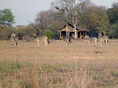 Zebras vorm Zelt: Luxus Plains Camp in Südafrika