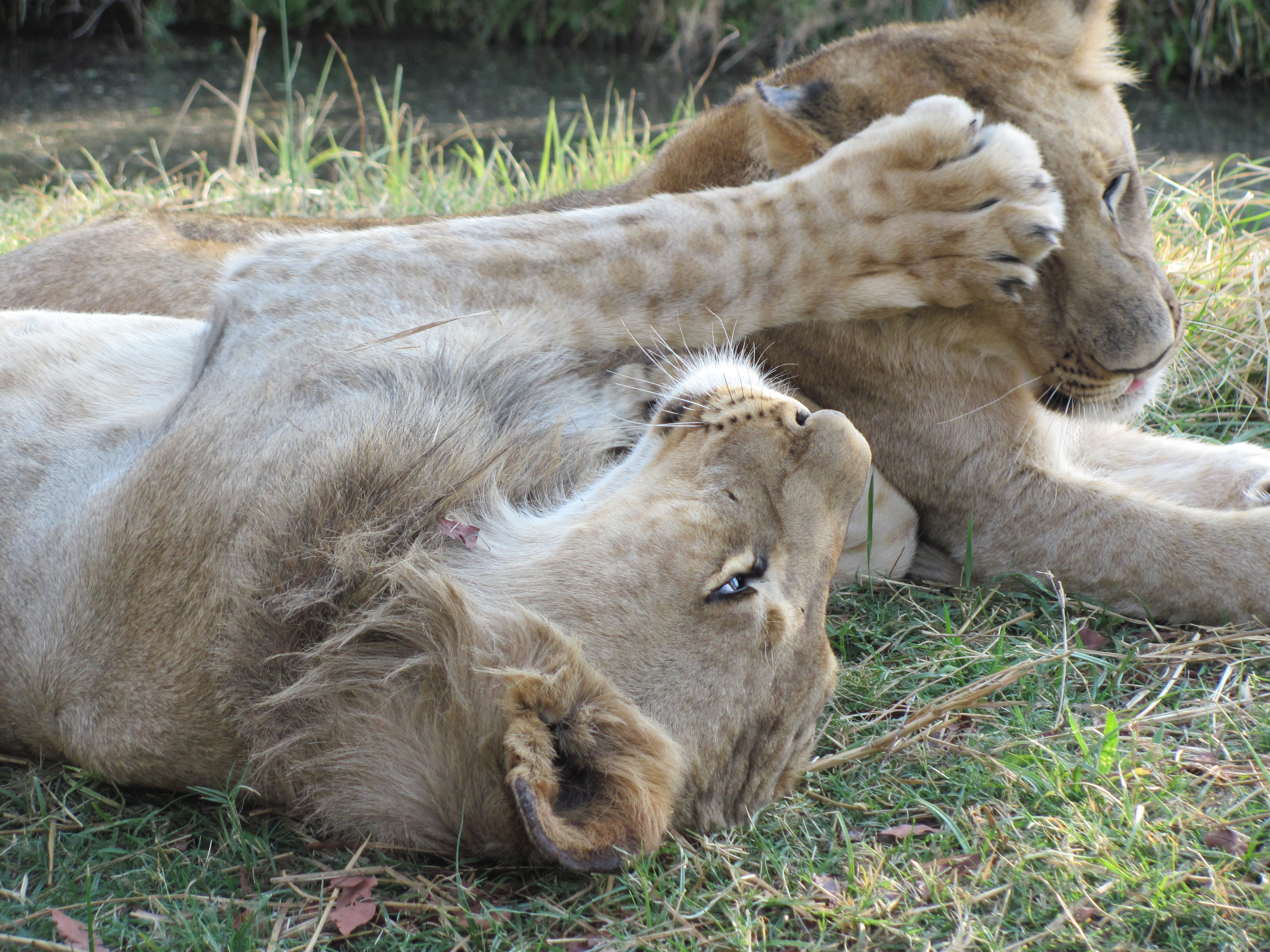 Löwen ganz nah - Simones Foto vom Wildlife Abenteuer in Simbabwe