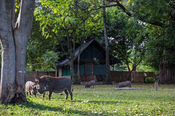 Afrika Urlaub in Malawi: Wilde Tiere im Liwonde Nationalpark