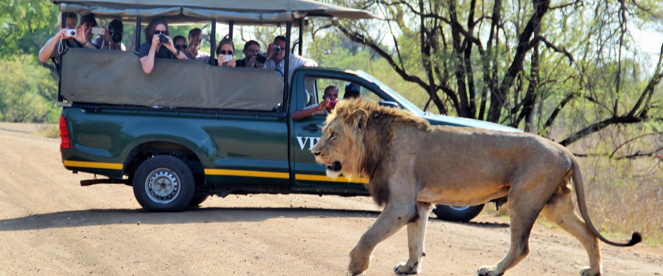 Pirschfahrt in Afrika: Löwe im Krüger Park