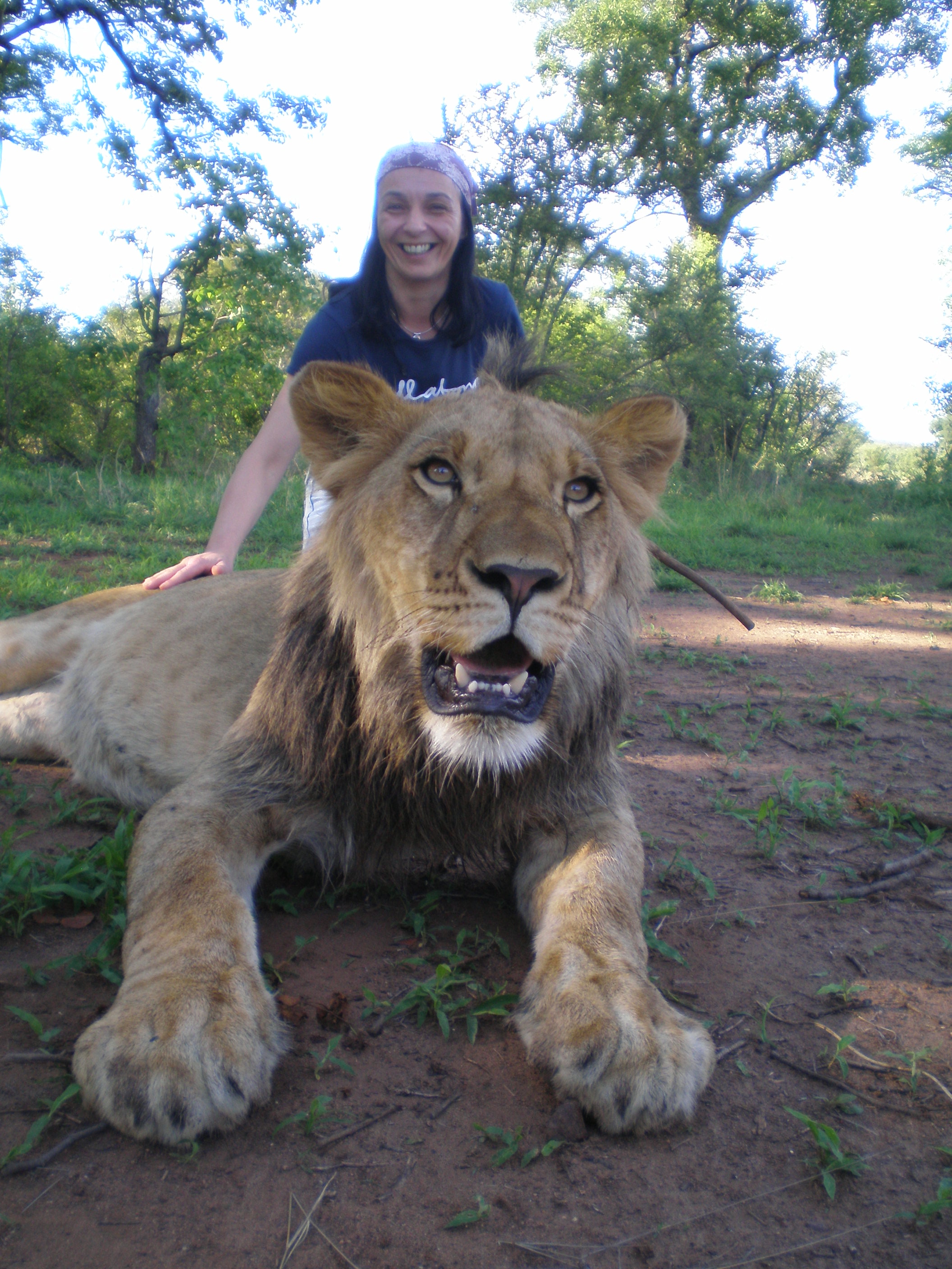 SafariScout.com-Kundin mit Löwen in Simbabwe.