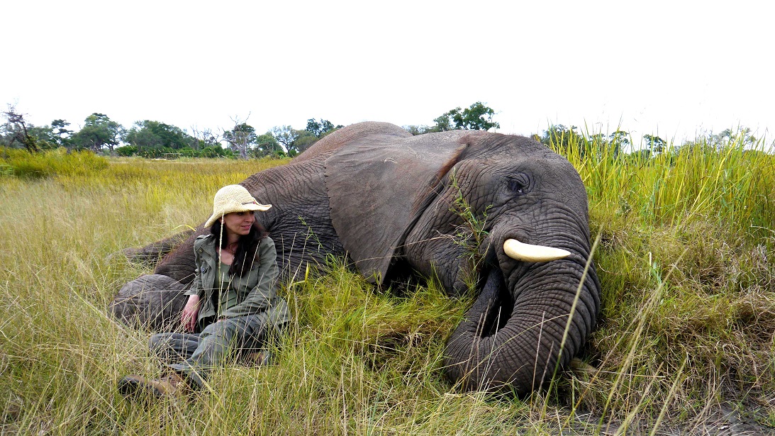 Afrika ganz nah - SafariScout.com Kunden mit Elefant in Botswana