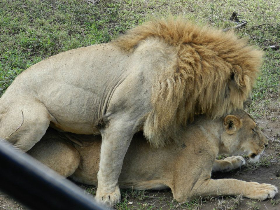 Löwen-Paar in Ostafrika