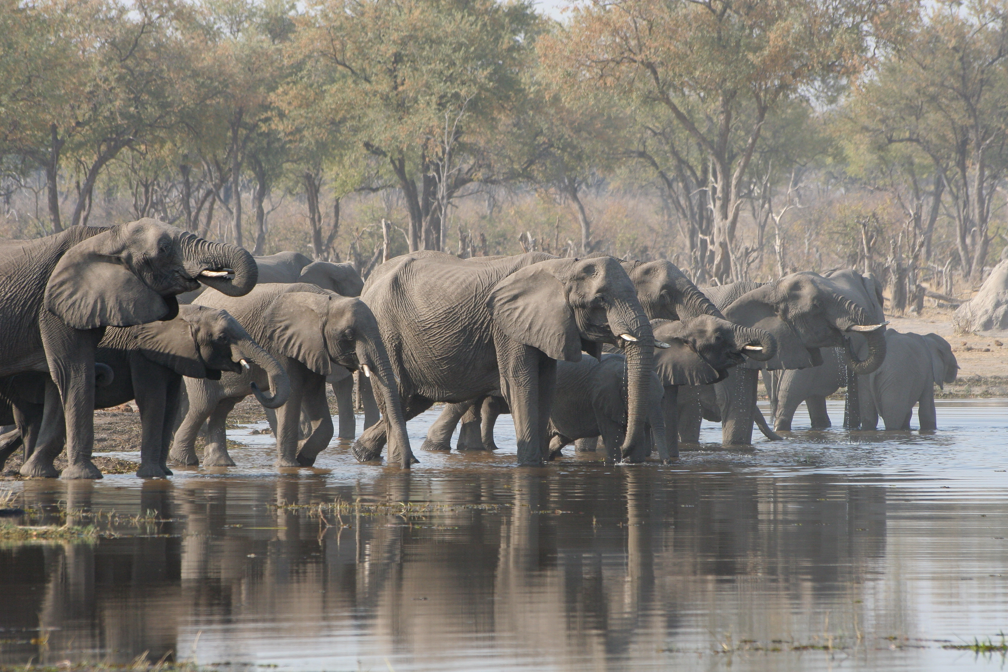 Afrikas Elefanten Paradies: Botswana