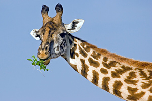 Afrika Safari - Tansania Tour mit Giraffe