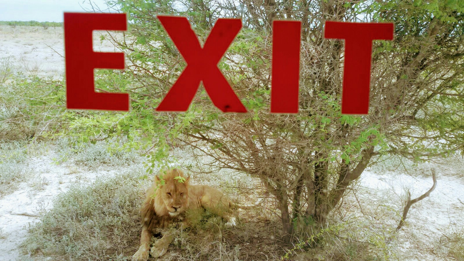 Safari in Afrika - Löwe ganz nah im Etosha Nationalpark
