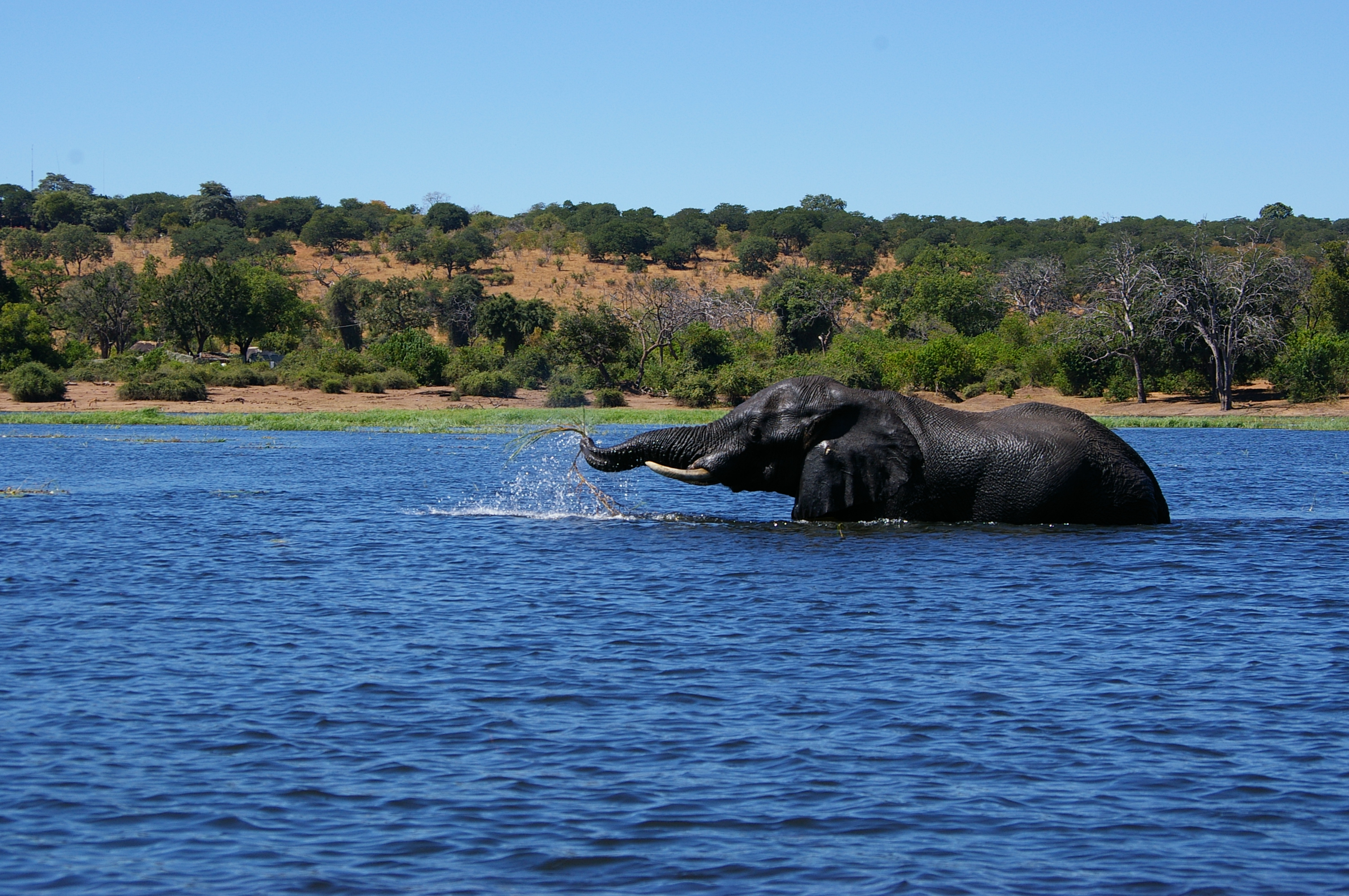 Haimos Foto von einem Elefanten im Chobe Nationalpark in Botswana