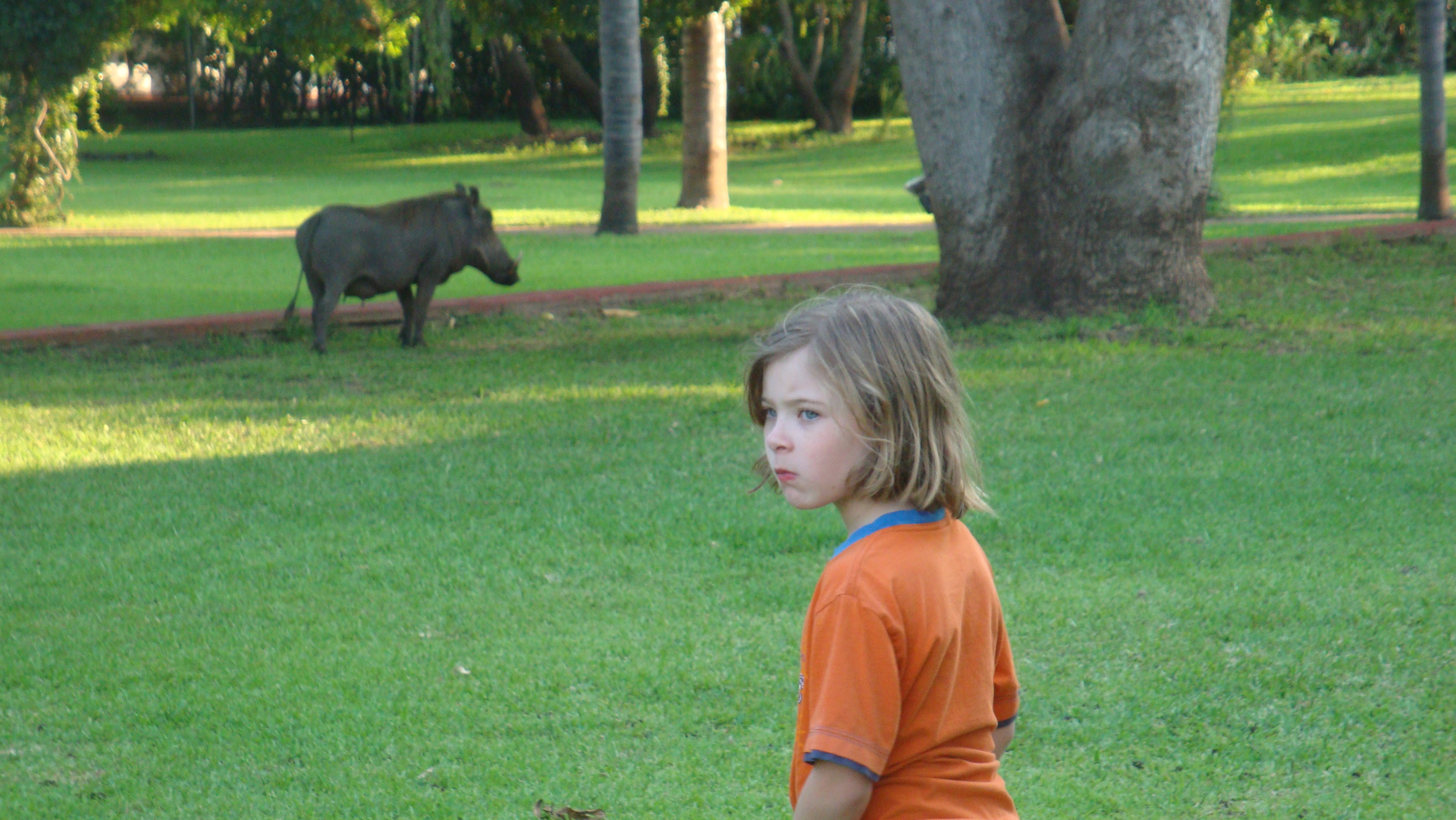 Warzenschwein im Garten des Victoria Falls Hotels in Simbabwe Warzenschwein im Garten des Victoria Falls Hotels in Simbabwe