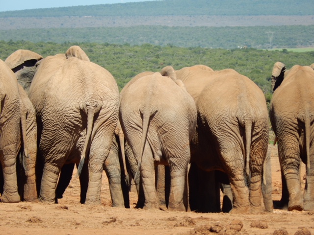 Elefanten-Hintergrund im Kruger Park Südafrikas - von SafariScout.com Kundin Sabine
