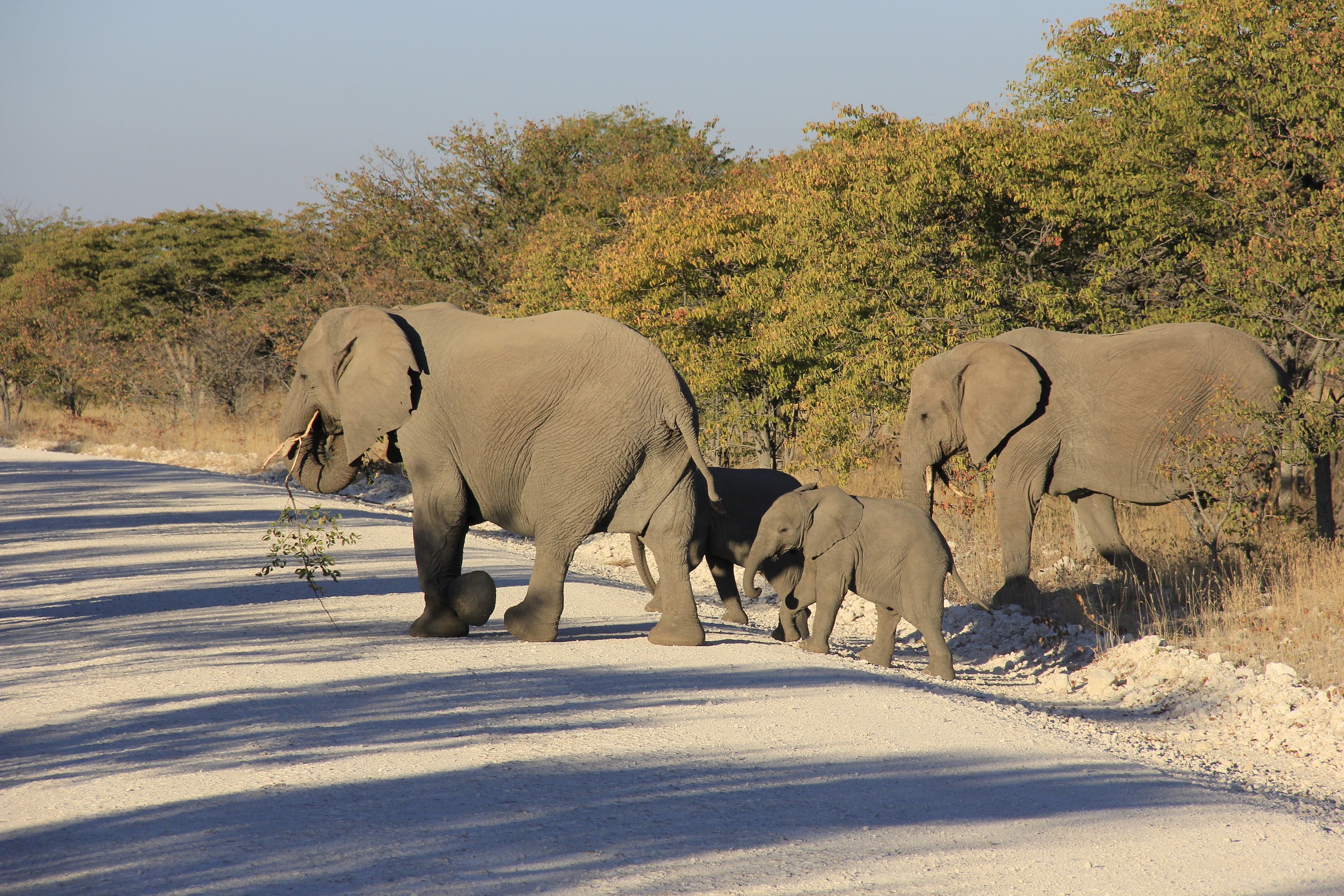 Afrika Safari durch Namibia - mit Elefanten