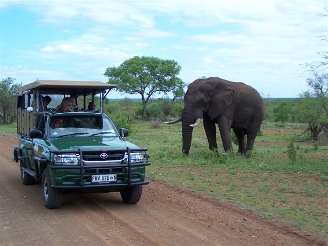 Wildlife Pirsch in Südafrika im offenen Safarifahrzeug Wildlife Pirsch in Südafrika im offenen Safarifahrzeug