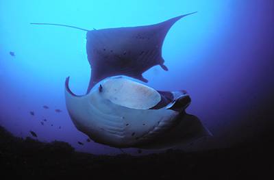Tauchsafari mit Mantarochen in Mosambik nahe Tofo am Manta Riff Tauchsafari mit Mantarochen in Mosambik nahe Tofo am Manta Riff