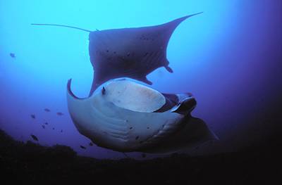 Tauchsafari mit Mantarochen in Mosambik nahe Tofo am Manta Riff