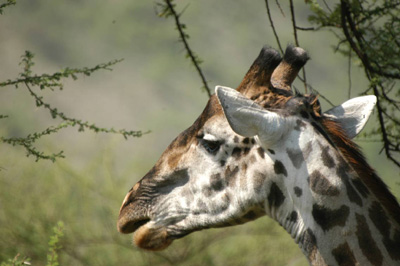 Kurzsafari durch Kenia und Tansania mit Serengeti