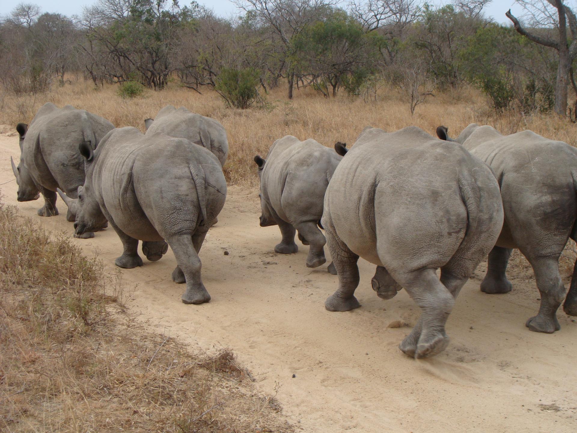 Südafrikas Kruger Nationalpark: Nashörner auf dem Nachhauseweg