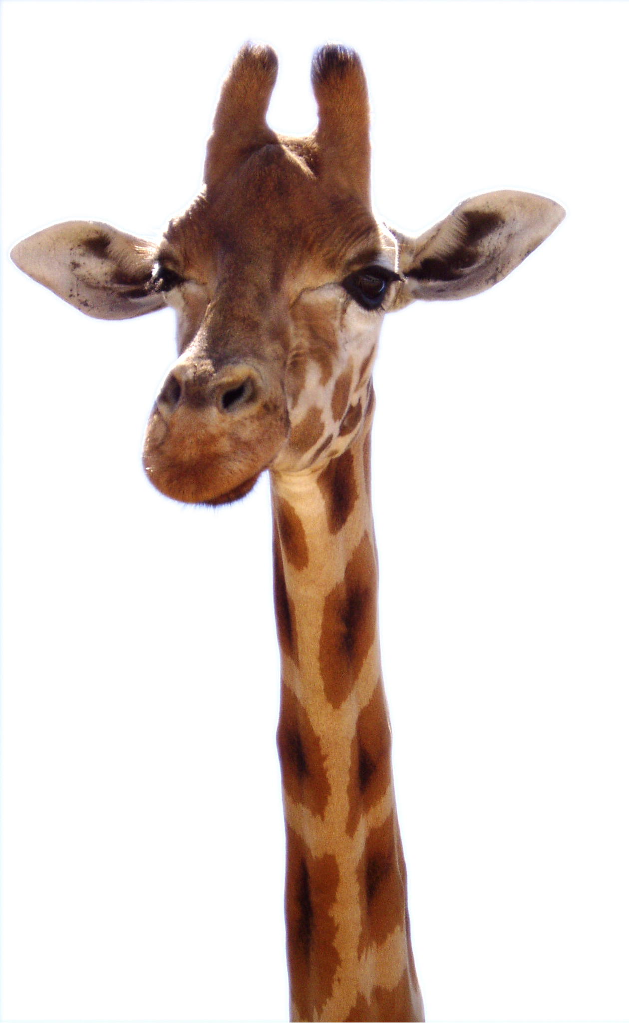 Mit der SafariScout.com-Giraffe nach Tansania