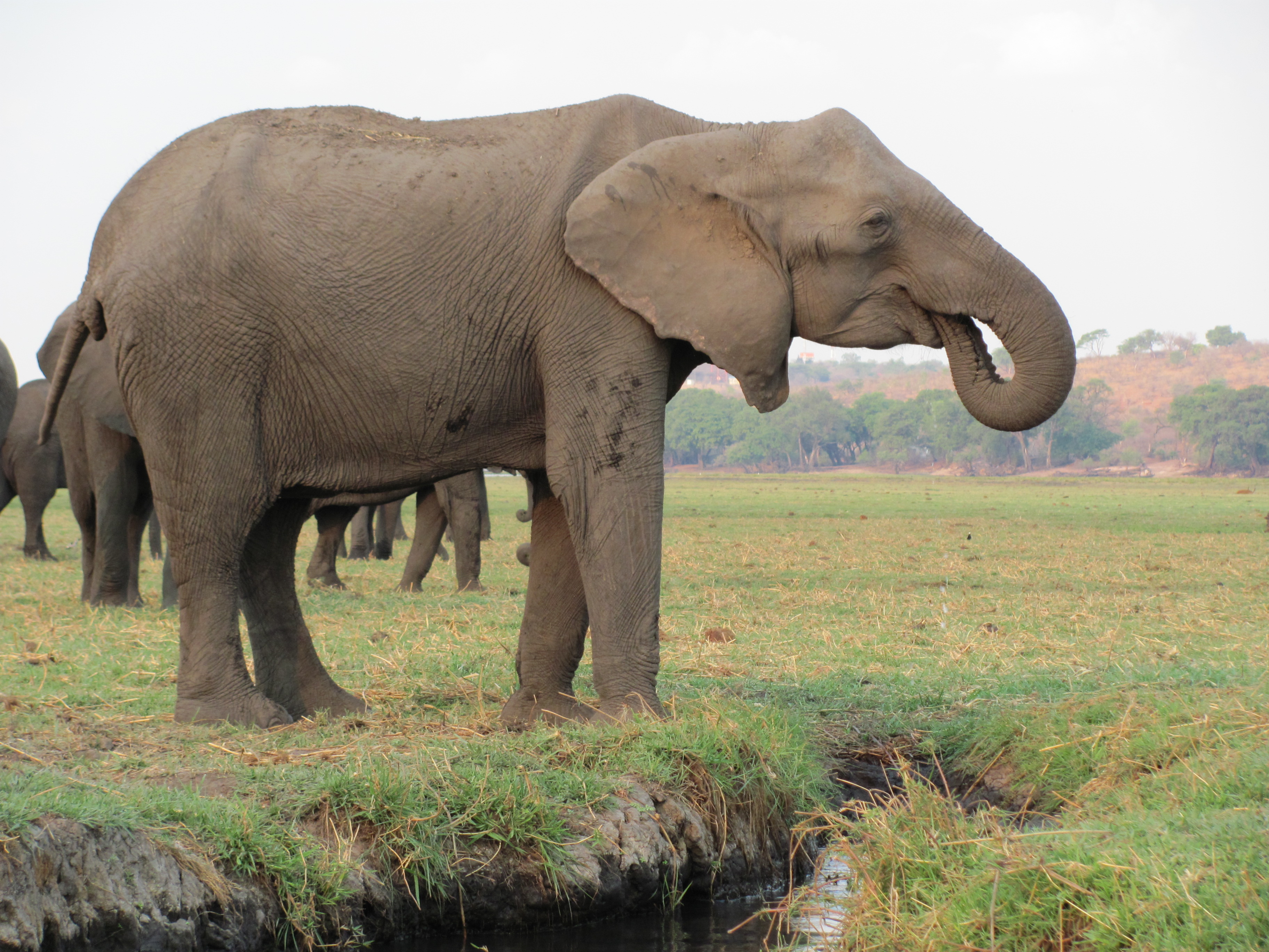 Simones Foto von den Elefanten in Botswanas Chobe Nationalpark