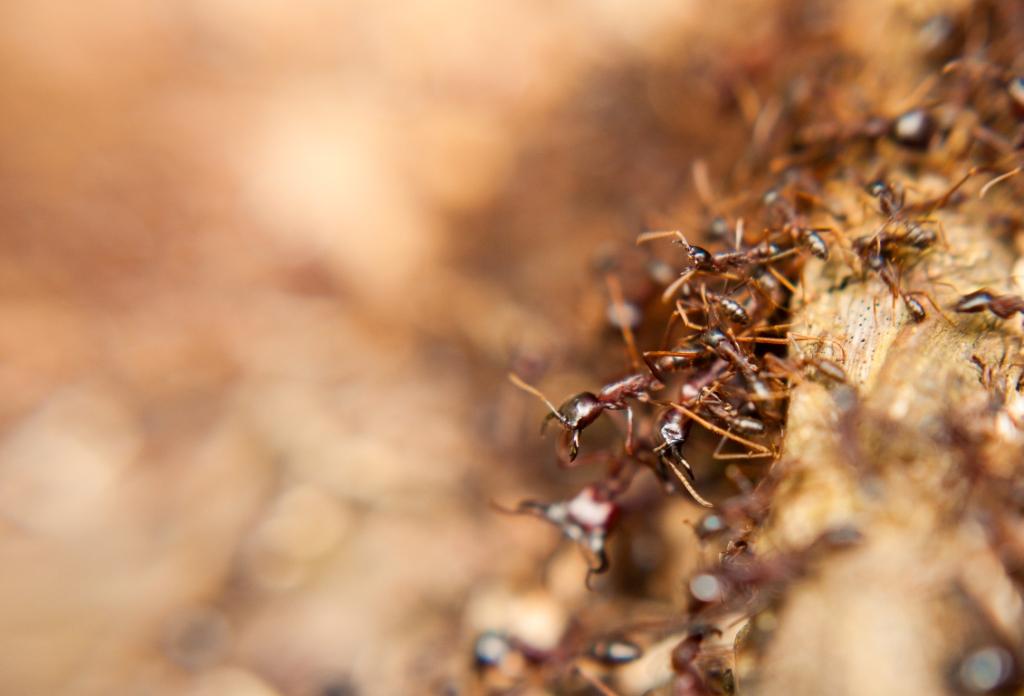 Foto/Copyright: Martin Siering - Kleine Tiere in Großaufnahme, Ameisen in Uganda