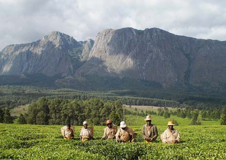 Malawis höchster Berg ruft: Mount Mulanje im Süden mit Teeplantagen Malawis höchster Berg ruft: Mount Mulanje im Süden mit Teeplantagen