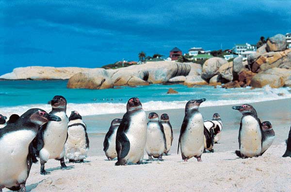 Kapstadts Pinguine - Tagestour zum Kap der Guten Hoffnung Kapstadts Pinguine - Tagestour zum Kap der Guten Hoffnung