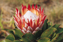Tagestour um Kapstadt: Protea im Harold Porter Botanischen Garten Tagestour um Kapstadt: Protea im Harold Porter Botanischen Garten