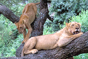 Afrikas Baumlöwen am Manyara See Tansanias