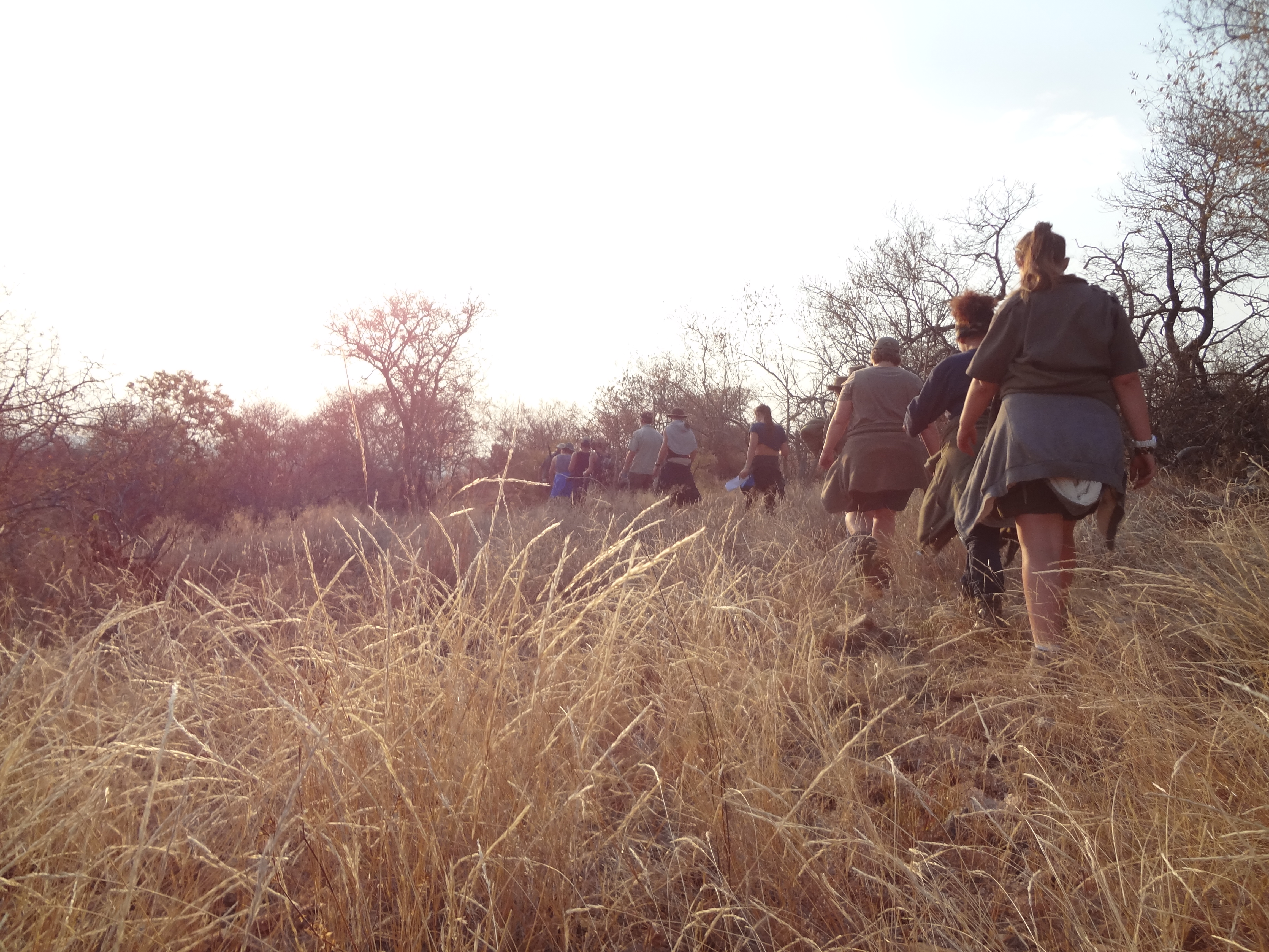 Freiwilligen Safari in Afrika: Projektarbeit in Südafrikas Krüger Park