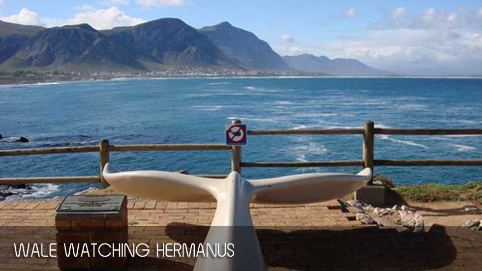Tagestour zur Wal Haupstadt Südafrikas, Hermanus Tagestour zur Wal Haupstadt Südafrikas, Hermanus